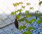 200808021836   ゴーヤ.jpg