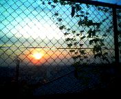 200808021836   夕日とゴーヤ.jpg