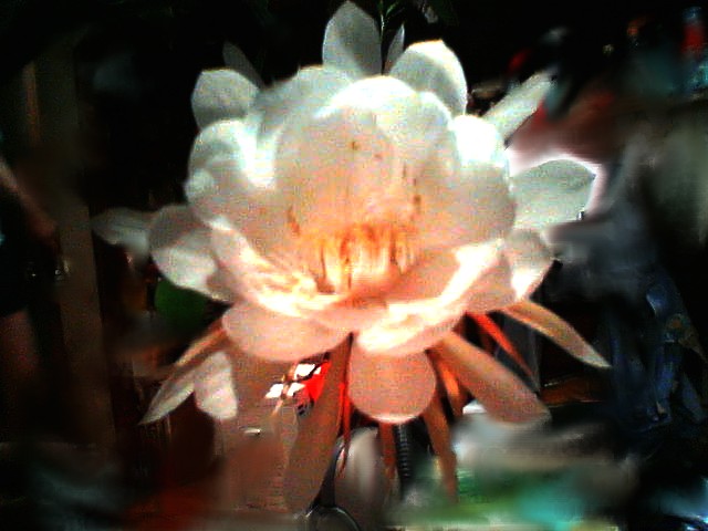 200708040041    月下美人１.jpg