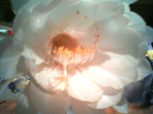 200708040040    月下美人・アップ.jpg