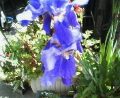 200704141251    アヤメ.jpg