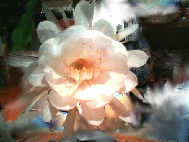 200708040038    月下美人３.jpg