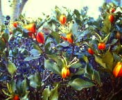 200701141554   つくばね.jpg