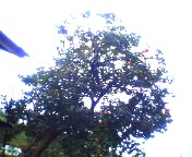 200710081014    柿の木.jpg