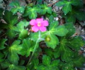 200708171016    ゲンノショウコ.jpg