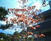 200704141248    ハナミズキ.jpg