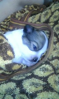 photo    子犬の目が開いた.jpg