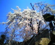 200703261101    枝垂桜０２.jpg