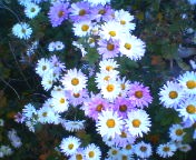 200711301056   シュウメイギク.jpg