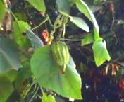 200710081016    カラスウリ.jpg