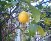 200903141513.jpg   レモン.jpg