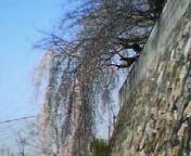 200703261102    枝垂桜０３.jpg