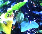 200710081144    カラスウリ２.jpg