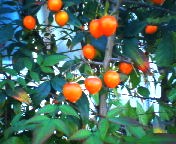 200711301446   赤い実.jpg