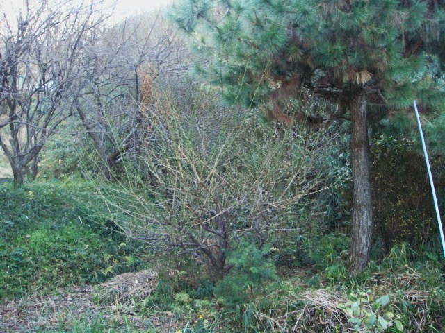 DSC00983.JPG