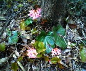 200704301135    イワカガミ.jpg