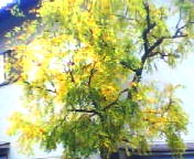 200711051436   黄葉.jpg