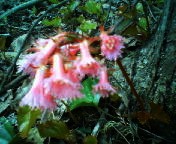 200704301135    イワカガミ・アップ.jpg