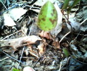 200704301129    カタクリ葉.jpg