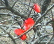 200703291201 紅梅03.jpg