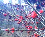 200703291202 紅梅01.jpg