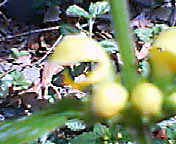 200804211324   シソ科のパックンチョ_edited.jpg