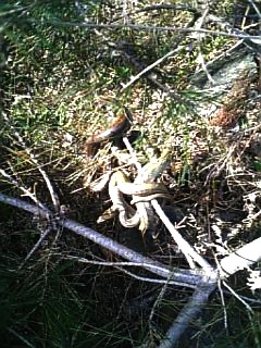 070430_160628_M    ヘビ団子２.jpg