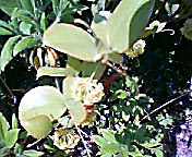 200804211342   サルトリイバラ_edited.jpg