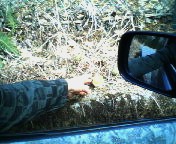200703291512  車窓からフキノトウ.jpg