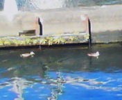200901121334  カルガモ.jpg
