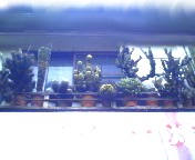 200701211518   サボテン２.jpg