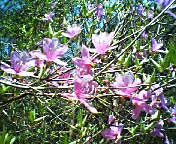 200804211416   ヤマツツジ_edited.jpg