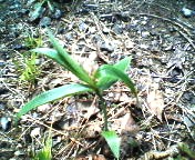 200704301128    ナルコユリ？.jpg