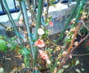 200802131036   ボケの花.jpg