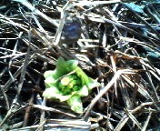 200703291521  フキノトウ.jpg