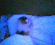 200709221813    捨て猫.jpg