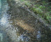 200704300918    ヒキガエルの.jpg