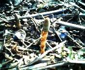 200703291521 ツクシ.jpg