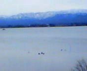 200701161535   鴨.jpg