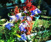 200711040909    タカラヅカ.jpg