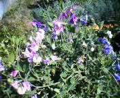 200706170829    ？の花.jpg