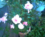 200711181652   バラの花.jpg