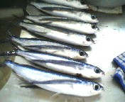 200706170924    飛び魚.jpg