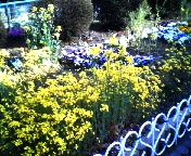 200703261558    菜の花畑.jpg