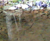 200710051338    池の魚.jpg