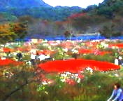 200711041322    コスモス畑.jpg