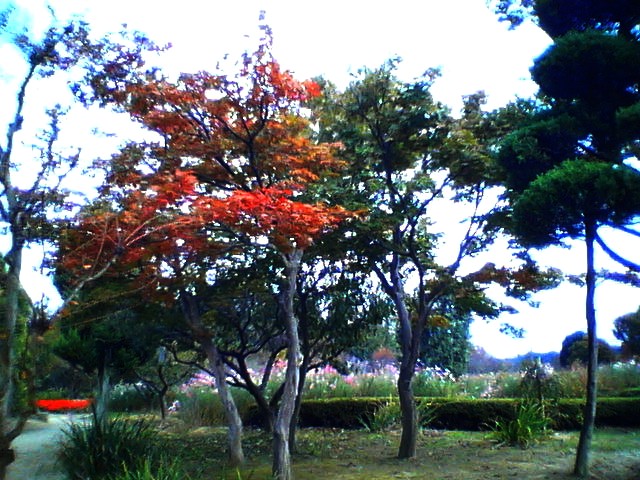 200711041353    のどか・紅葉.jpg