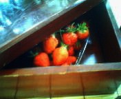 200705200801    イチゴ.jpg