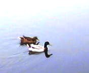 200704151051    鴨の夫婦.jpg