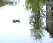 200704151052    鴨.jpg